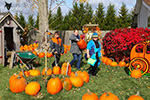 Maxwell's Pumpkin Farm 2014